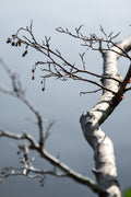 Alder Catkins