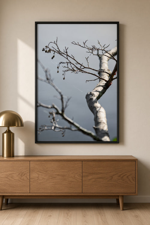 Alder Catkins